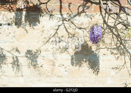 Glyzinien Schatten an der Wand. Oxfordshire, Vereinigtes Königreich Stockfoto