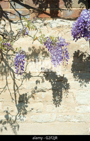 Glyzinien Schatten an der Wand. Oxfordshire, Vereinigtes Königreich Stockfoto