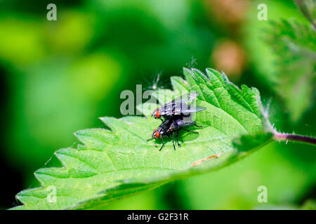 ZWEI FLIEGEN ZU REPRODUZIEREN Stockfoto