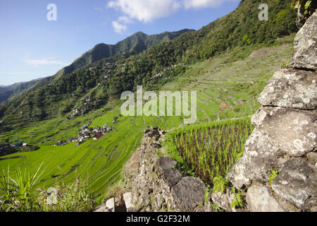 Reisterrassen Ifugao um Batad im Morgenlicht, April, nördlichen Luzon, Philippinen Stockfoto