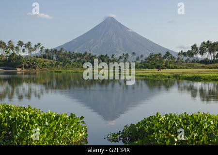 Mount Mayon gesehen vom Mann gemacht Lake Gabawan, Morgenlicht, in der Nähe von Daraga, Bicol, Philippinen Stockfoto