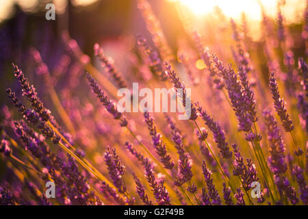 Sonnenuntergang über einem violetten Lavendelfeld in Ungarn Stockfoto