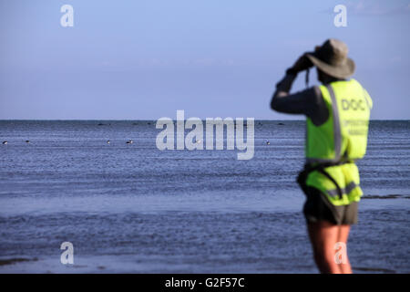 Bild von Tim Cuff - 13. Februar 2015 - DOC Ranger Mike Ogle Umfragen die Körper der Toten Grindwale am Strand Stockfoto