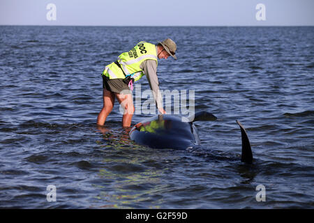 Bild von Tim Cuff - 13. Februar 2015 - DOC Ranger Mike Ogle bewegt sich durch die Körper der Toten Grindwale am Strand Stockfoto