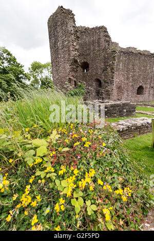 Blumen wachsen auf Ruine von White Castle, LLantilio Crossenny, Monmouthshire, Wales, UK Stockfoto