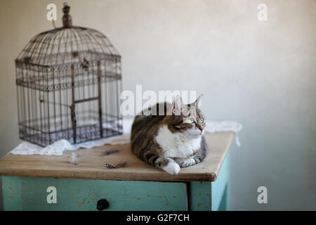 Katze auf der Suche nach Vogel in der Nähe von Käfig mit Federn auf Tisch Stockfoto