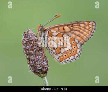 Ein Sumpf Fritillary Schmetterling auf einer Pflanze im Strawberry Banken Naturreservat in Gloucestershire, England. Stockfoto