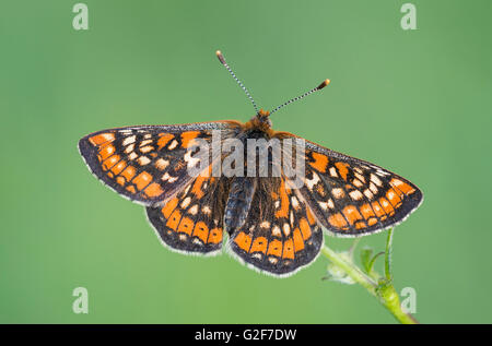 Ein Sumpf Fritillary Schmetterling ruht mit Flügeln offen auf einer Pflanze im Strawberry Banken Naturreservat in Gloucestershire, England. Stockfoto