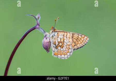 Ein Sumpf Fritillary Schmetterling ruht auf einer Blume Akelei, Erdbeere Banken Naturpark in Gloucestershire, England. Stockfoto