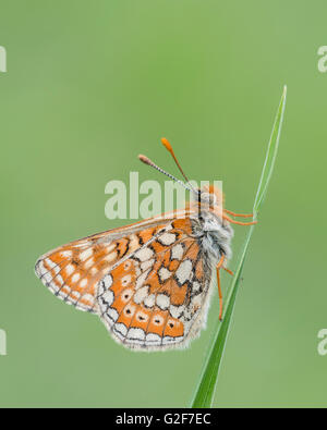 Ein Sumpf Fritillary Schmetterling ruht auf einem Rasen Stiel im Strawberry Banken Naturreservat in Gloucestershire, England. Stockfoto