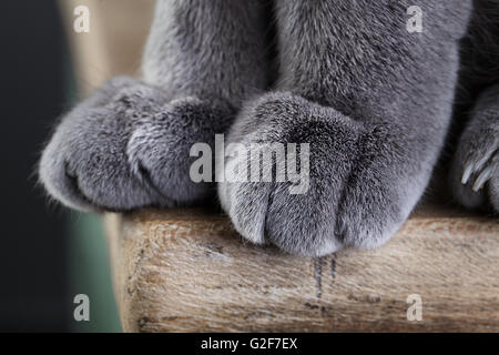 Detail-Aufnahme der weiche Katze Pfoten beim Sitzen am Tisch Stockfoto