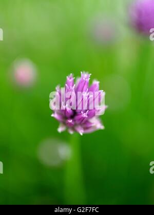 Schnittlauch lila Blumen Stockfoto