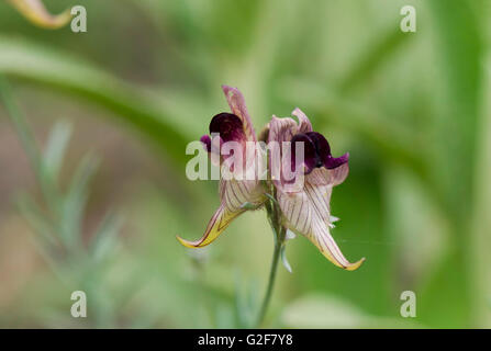Leinkraut, Linaria Aeruginea, blühende Pflanze, Andalusien, Spanien Stockfoto