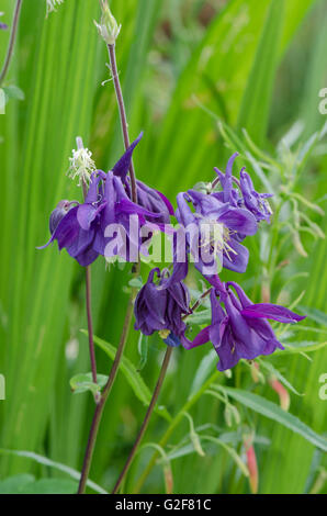 Aquilegia Vulgaris, gemeinsame Akelei, Europäische Akelei, Omas Motorhaube, Omas Schlummertrunk, Andalusien, Spanien Stockfoto