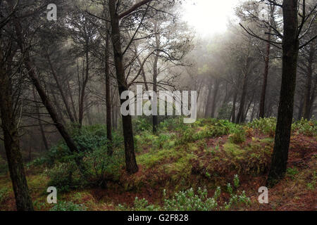 Dunklen, dichten Kiefernwald bedeckt im Nebel, Spanien Stockfoto