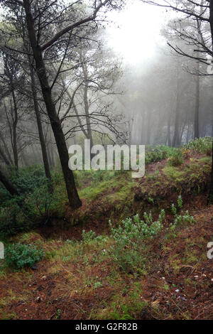Dunklen, dichten Kiefernwald bedeckt im Nebel, Spanien Stockfoto