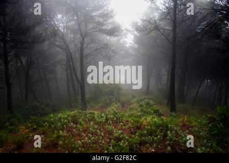 Dunklen, dichten Kiefernwald bedeckt im Nebel, Spanien Stockfoto