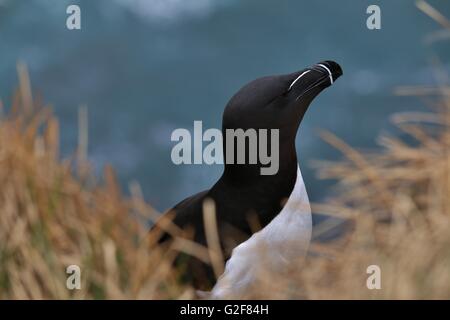 Tordalk, Alca torda, Nesting am Látrabjarg in den Westfjorden, Island Stockfoto