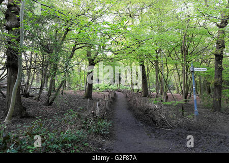 Highgate Holz Wegweiser zum Connaught Gardens entlang Pfad mit grünen Bäumen im Frühjahr in North London UK KATHY DEWITT Stockfoto