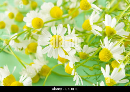 Kamillenblüten hautnah auf einem grünen Hintergrund Stockfoto