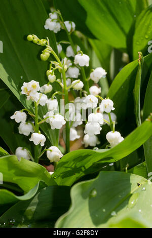 Wachsartige, duftenden weißen Blüten von den Frühling blühenden Maiglöckchen, Convallariaarten majalis Stockfoto