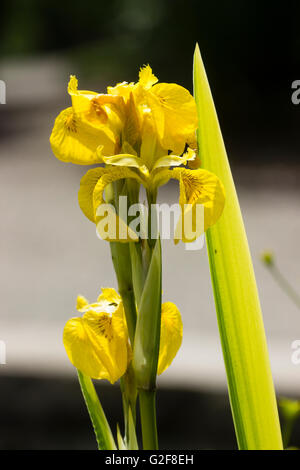 Blumen und gelben bunten Frühling Laub der Flagge Iris, Iris Pseudacorus 'Variegata' Stockfoto
