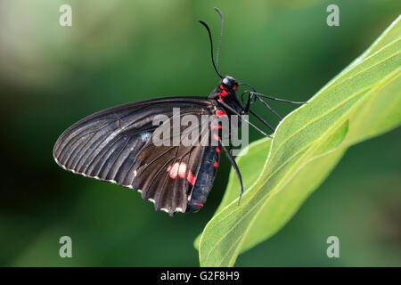 Cattleheart Swallowtail (Parides iphidamas) t auf Blatt. Stockfoto