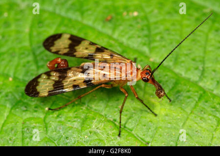 Männlichen Scorpion Fly (Panorpa sp.) Stockfoto