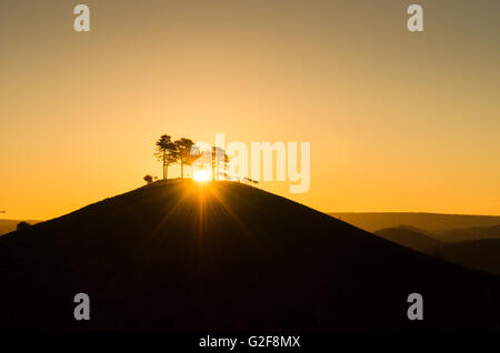 Colmers Hill, in der Nähe von Symondsbury, Dorset, UK, Pinien bei Sonnenaufgang. April. Stockfoto