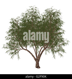 Der französische Tamariske (Tamarix Gallica) Baum, isoliert auf weißem Hintergrund. Stockfoto