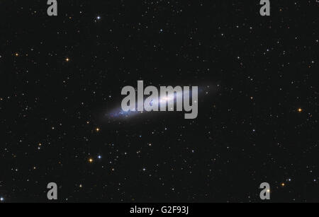 Spiralgalaxie NGC 55 im Sternbild Bildhauer ausgeschlossen. Stockfoto