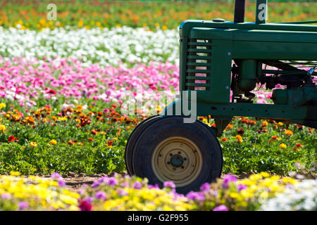 Ein Traktor in unter einer Reihe von Ranunculus Blumen in einem massiven Feld wird für die Blumenindustrie bewirtschaftet. Stockfoto