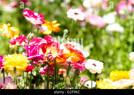 Eine rote und gelbe Reihe von Ranunculus Blume vor dem Hintergrund der bunten Knospen und grün eingerahmt. Stockfoto