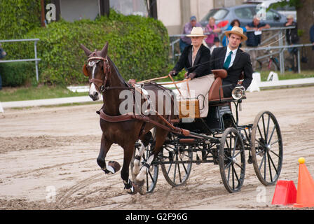 Hindernis-Parcours Rennen der internationalen Pferd Kutsche Trainer Rennsport in Dillenburg, Deutschland Stockfoto