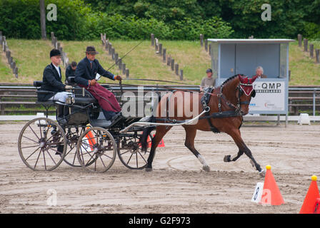 Hindernis-Parcours Rennen der internationalen Pferd Kutsche Trainer Rennsport in Dillenburg, Deutschland Stockfoto