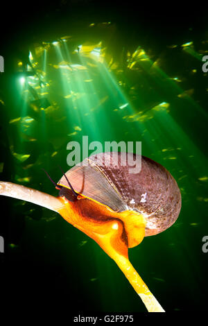 Eine helle orange Norris Top Schnecke kriecht auf einem Seetang Stipe während Sonnenschein die Kelp-Überdachung durchstößt, eine dramatische Kulisse zu schaffen Stockfoto