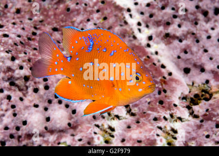 Eine juvenile Garibaldi, die Fische Zustand von Kalifornien, zeichnet sich durch seine schillernden blauen Flecken, die als das Tier verschwinden Stockfoto