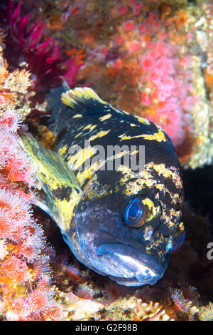 California Kupfer Rock Fisch nutzt seine Flossen selbst Keil beim Ausruhen in der Dämmerung auf ein Riff Stockfoto