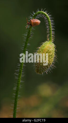 Makro Nahaufnahme Schild Bug Pentatomidae auf Mohn Blütenknospe Stockfoto