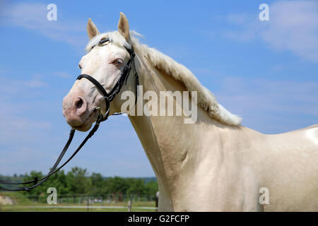 Vollblut Cremello Pferd mit Trense vor blauem Himmelshintergrund Stockfoto