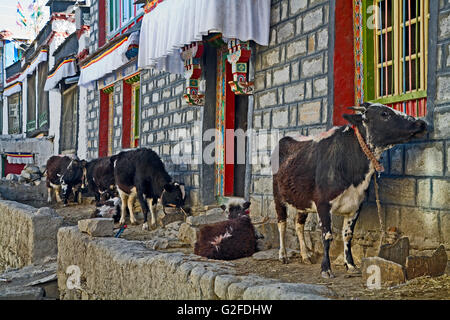 Kühe vor dem Haus. Tibet. China. Stockfoto