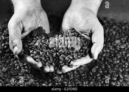 Männliche Arbeiter Hände halten frisch gerösteten dunkle Espresso Kaffeebohnen Stockfoto