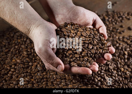 Männliche Arbeiter Hände halten frisch gerösteten dunkle Espresso Kaffeebohnen Stockfoto