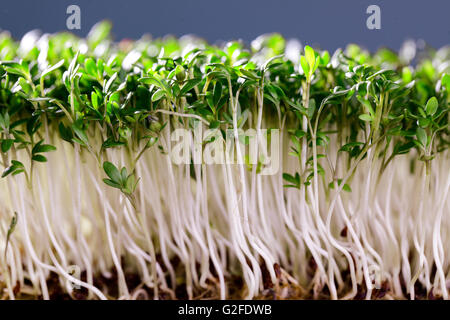 Frischen Sprossen der Gartenkresse bereit für Vorbereitung Stockfoto