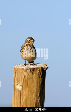 Wiese Pieper, Anthus Pratensis thront, Ackerland, Islay, Schottland Stockfoto