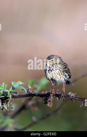 Wiese Pieper, Anthus Pratensis thront, Ackerland, Islay, Schottland Stockfoto