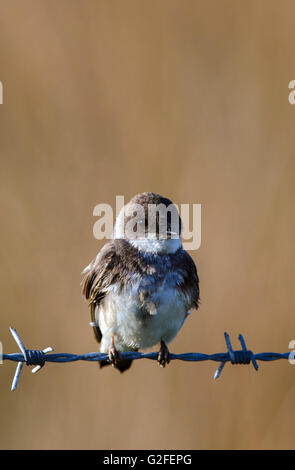 Uferschwalbe Riparia Riparia, thront auf Stacheldraht Zaun, Islay, Schottland Stockfoto