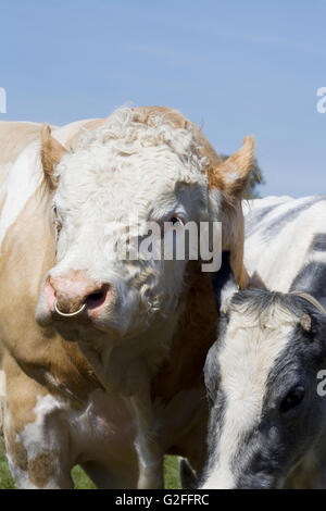 Charolais Bull mit einem Ring durch die Nase Stockfoto