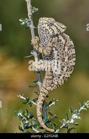 Europäische Chamaleon (Chamaeleo Chamaeleon) auf einem Ast. Benalmadena, Provinz Malaga, Andalusien, Spanien Stockfoto