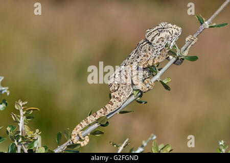 Europäische Chamaleon (Chamaeleo Chamaeleon) auf einem Ast. Benalmadena, Provinz Malaga, Andalusien, Spanien Stockfoto